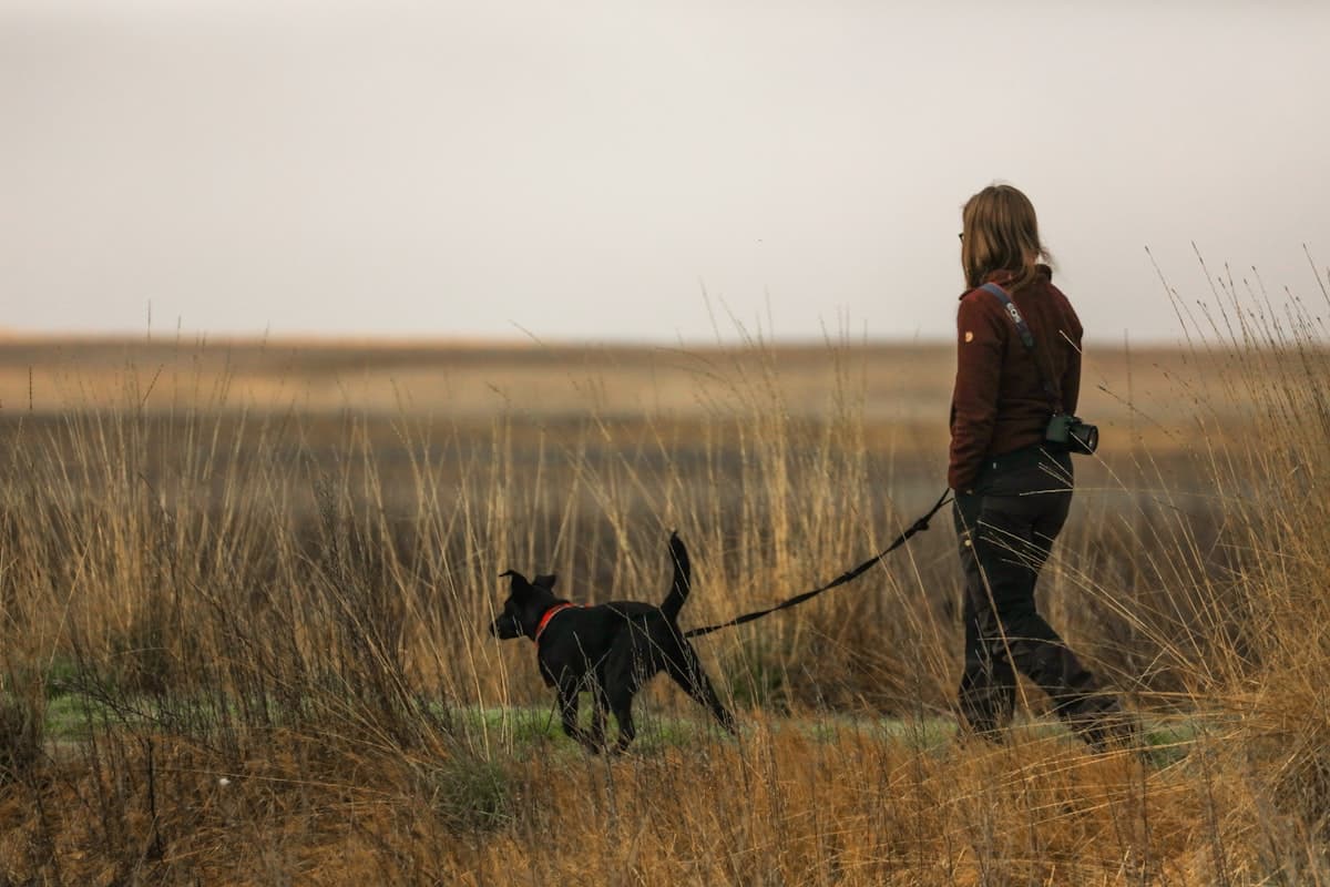 A person walking a small black dog through a golden field at dusk