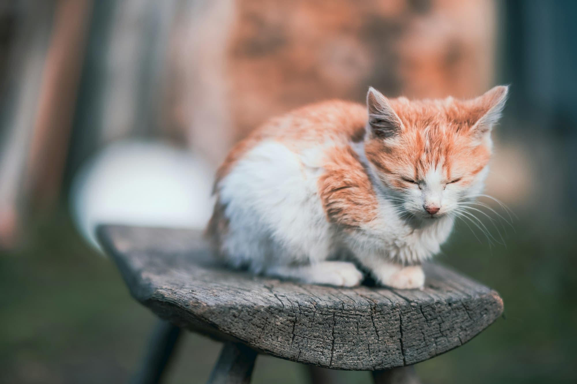 A small orange and white kitten resting on a weathered wooden bench in warm afternoon light