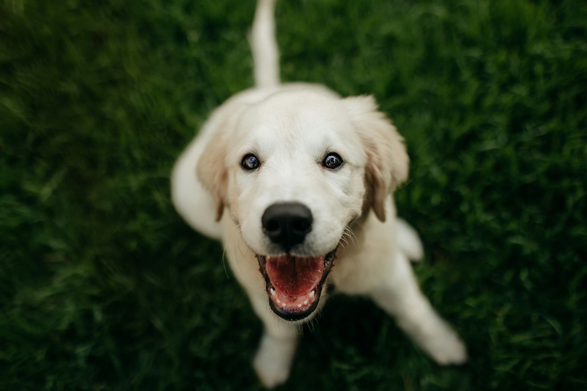 A cream-colored Labrador puppy sitting on green grass with a wide open-mouthed smile